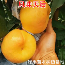 风味天后 油蟠桃苗 晚熟油蟠苗 油蟠桃树苗 嫁接桃苗 果树苗 基地