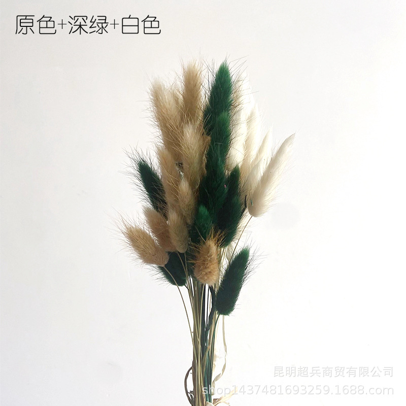 Hierba de cola de conejo flor seca hierba de cola de conejo blanco un montón de 50 piezas