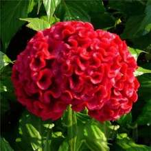 鸡冠花种籽七彩凤尾鸡冠花冠状花种室外耐旱易活四季盆栽花卉种籽