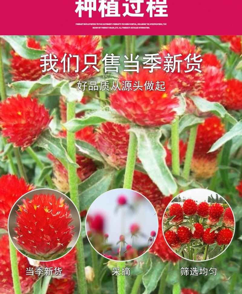 Red Plum Blossom Tea Hong Qiao Mei Dried Flowers 500g Herbal Floral Infusion for Daily Brewing specifications