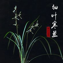 细叶寒兰名贵兰花苗冬带花苞浓香好养易花盆栽绿植客厅室内花卉