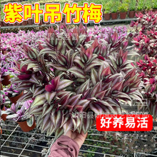 紫叶吊竹梅盆栽阳台四季花卉庭院紫罗兰油画吊兰室内好养耐活植物