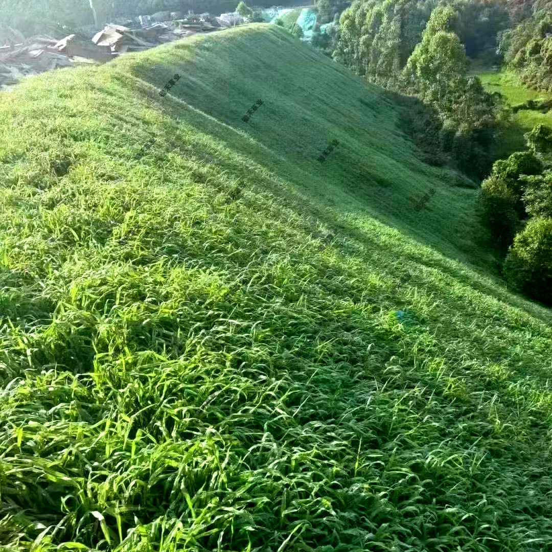 Семена широколистной травы, широколистный цимбопогон, семена многолетней травы для зеленения склонов, термостойкие семена травы для защиты и зеленения склонов.