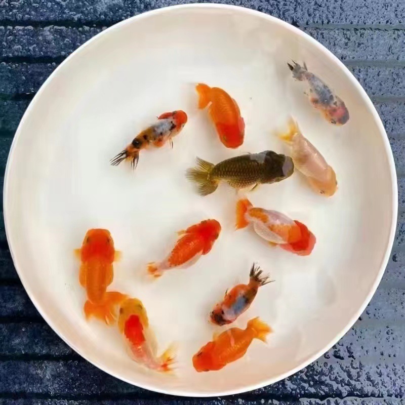 小金魚卸売、活魚、観賞魚、小卸売、鯉、鯉、三色赤白子頭、入門レベルの耐久性のあるヘアエクステンション|undefined