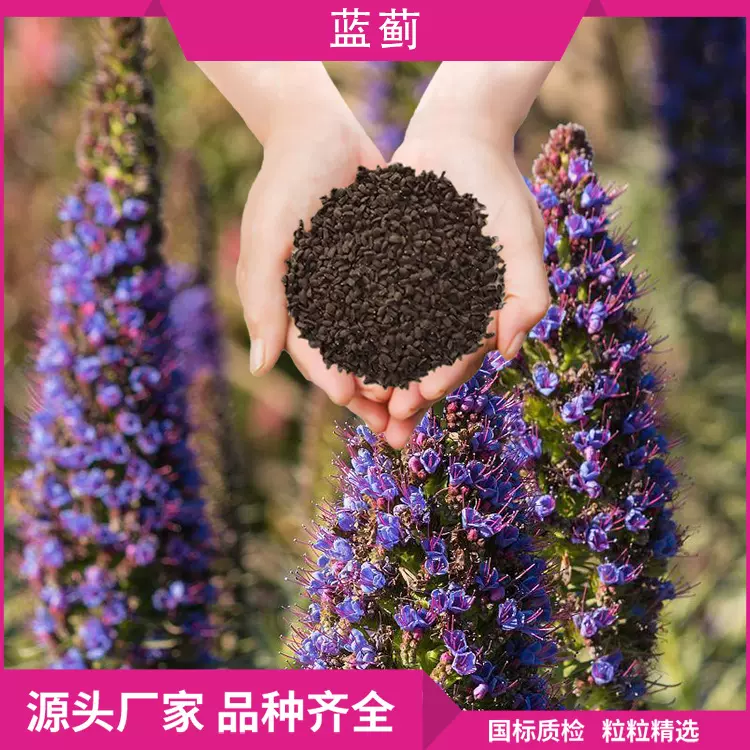 批发蓝蓟种子绿化花坛庭院花卉花籽四季易种一年生植物花宿根