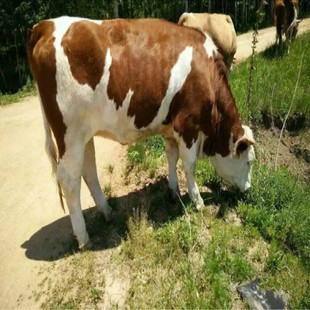 ɽ���������T����ţ����������  ţ�����T����ţ�����l