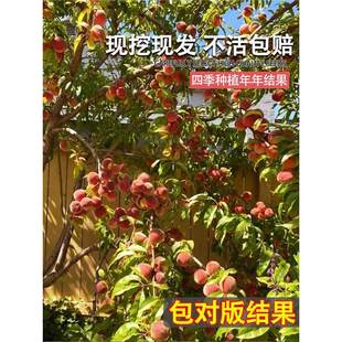 �Ҙ����޽ӵ�����Ʒ�N�Ҙ�������Ϸ������Nֲ�������ش�����