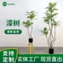 仿真客厅拍摄新款绿植