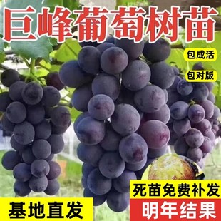 Kyoho Grape Seedlings, Large Seedlings, Fruit Trees, Climbing Vines, Grape Saplings, Grape Vines, Planted in the North and South, and the Results of the Year