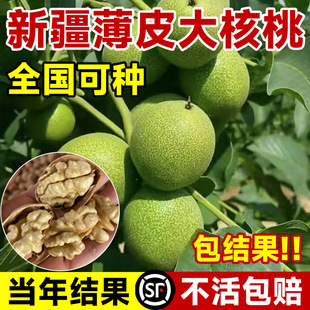 Xinjiang Paper-Skinned Walnut Saplings, Large Fruit Saplings, North and South Courtyard Potted Grafted Thin-Skinned Large Walnut Seedlings