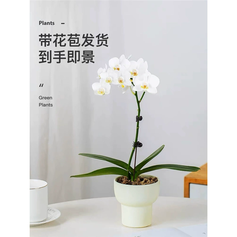 [Доставка с цветами] Цветок фаленопсиса, декоративное растение для дома, легко выращивать круглый год, цветущее новогоднее растение, белое растение в горшке