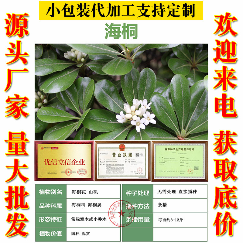 优质林木种子 花卉种子 海桐种子 苗木种子 海桐球种子净种子