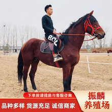 骑乘马养殖 好品种马有便宜的没 改良马匹养殖