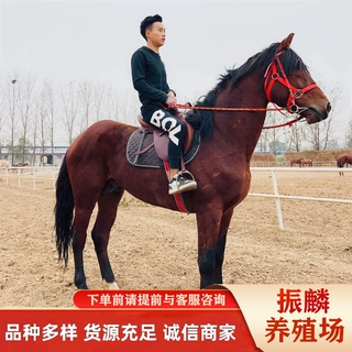 跑马 矮马 哪里有养马场 提供养马 一匹包送