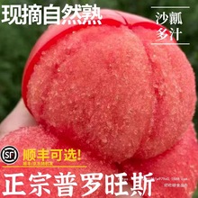 陕西泾阳普罗旺斯沙瓤西红柿新鲜自然熟当季孕妇水果生吃番茄蔬菜