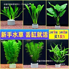 �~��ˮ��Ī˹��ֲ��ˮ�����к󾰾G����������쾰�bGֲ���