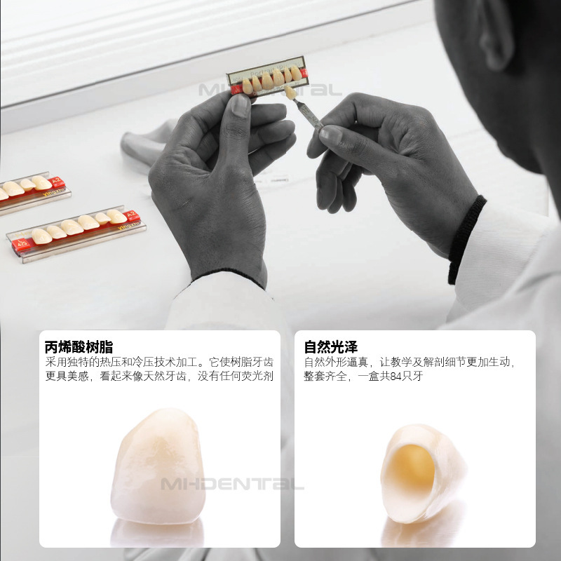 A2樹脂歯一口歯科口腔材料教育金型は入れ歯学生で歯のプラスチック歯の模型を練習する|undefined
