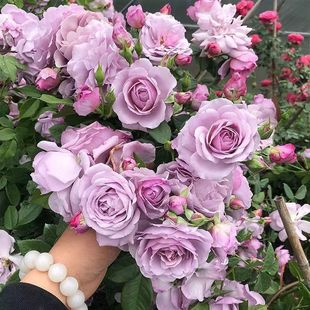 �Nޱĸϵ�Ϙ���������ֲ���ͺ��ļ��_������󻨵������Ի�������