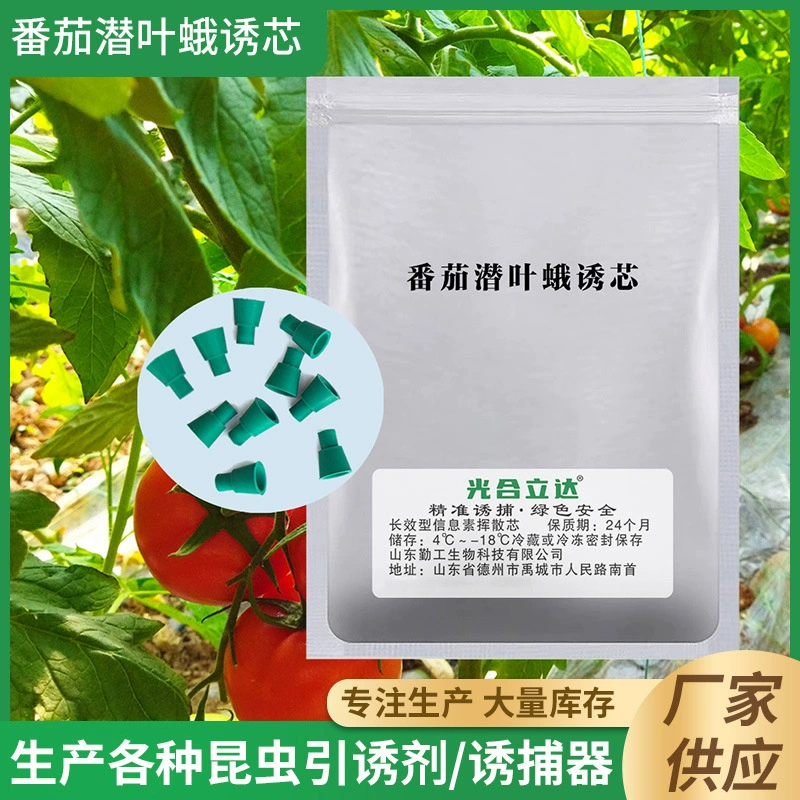 Помидорная латентная моль