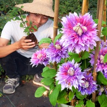 铁线莲爬藤植物苗重瓣阳台盆栽花卉庭院藤本花苗攀爬花大河铁铃铛