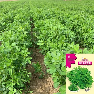 苜蓿菜种子 多年生 高钙 牧草产量高公园绿化工程草