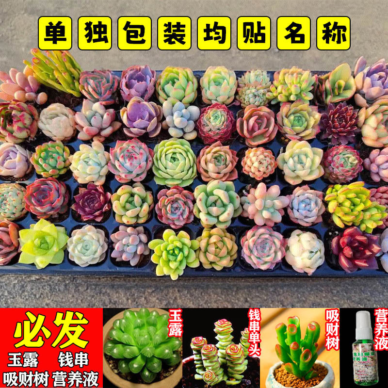 多肉植物 小型鉢植え 鉢土付き 卸売 高級セット 多肉植物の組み合わせ ピーチエッグ ジェイドデュー グリーン植物 花園芸|undefined
