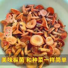 乌枞菌黄枞菌菌种室外菜园室内盆栽种植可食用蘑菇四季家种