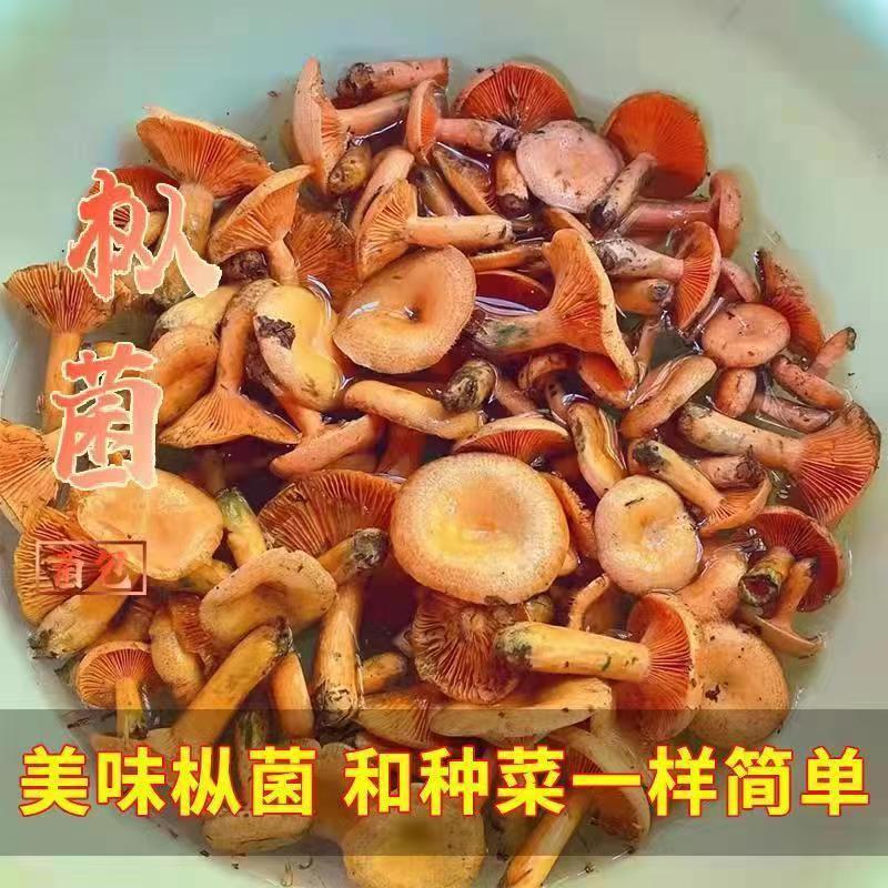 乌枞菌黄枞菌菌种室外菜园室内盆栽种植可食用蘑菇四季家种