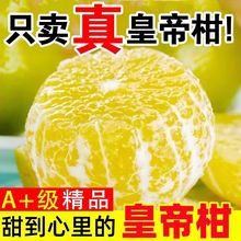 正宗德庆皇帝柑贡柑薄皮新鲜现摘蜜桔水果当季柑橘整箱橘子桔子