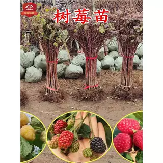 树莓特大树莓苗覆盆子苗黄红树莓苗南方北方盆栽地栽果树果苗种植