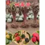北方南方特大地栽树莓苗
