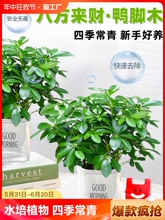八方来财植物盆栽水培鸭脚木四季常青发财树大型室内绿植客厅绿箩