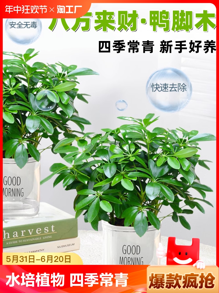 八方来财植物盆栽水培鸭脚木四季常青发财树大型室内绿植客厅绿箩