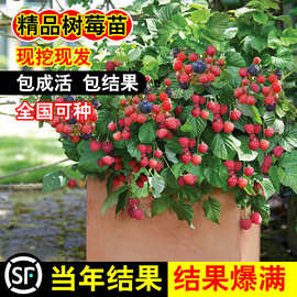掌叶树莓苗当年结果覆盆子盆栽蓝莓树果苗黑莓水果树苗南方四季梅