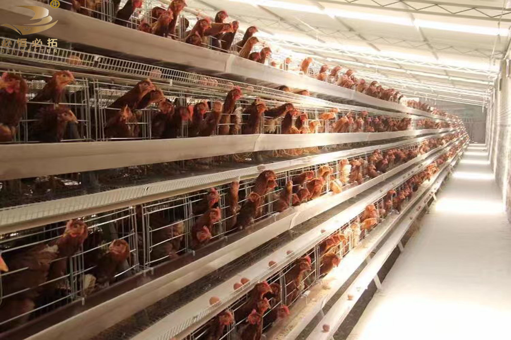 双边蛋鸡笼养殖场专用笼鸡笼子阶梯式蛋鸡笼养鸡设备养殖鸡笼全套-阿里巴巴
