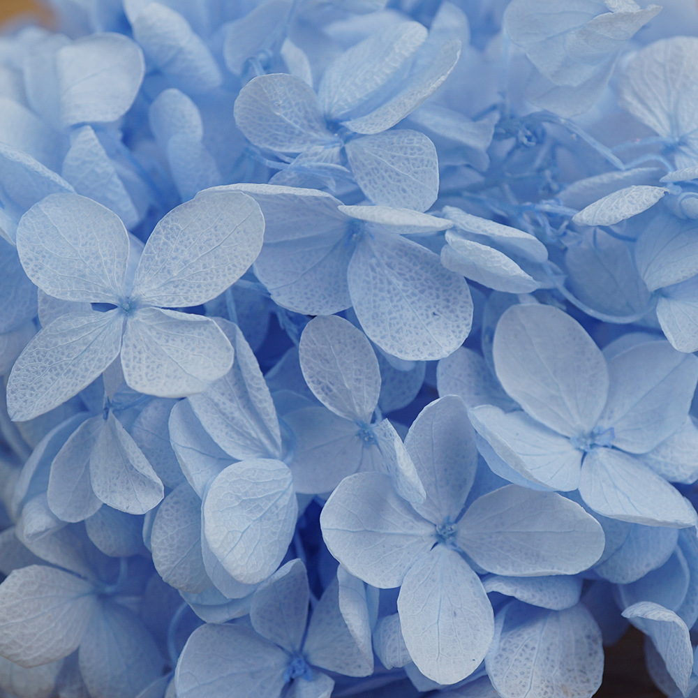 Hortensia de madera azul claro-20g/caja
