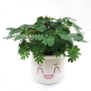 С���Ժ��߲�ֲ�������k���҃��̨�Gֲһ�����]�����㺦�߲ݴ���