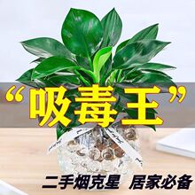 �G��������ˮ��ֲ���荺��B�ļ�����ȩ��������Gֲ