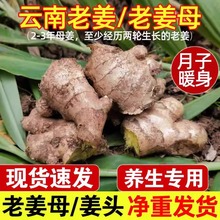云南小黄姜姜母姜种老姜头10斤生姜包邮批发新鲜蔬菜月子黄姜老姜