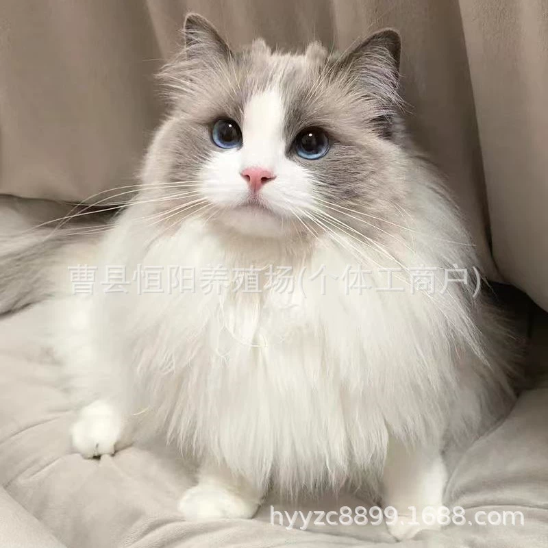 Чистокровная кукольная кошка живая кошка