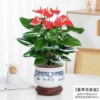 Red palm flower potted Palm Palm white palm flower indoor hydroponic cultivation four seasons flowers and plant green plants