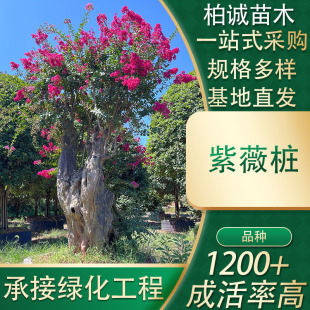 ���ϴ��ͻ��؈@�־��^����������ޱ����΢������ռt�F؛�������l