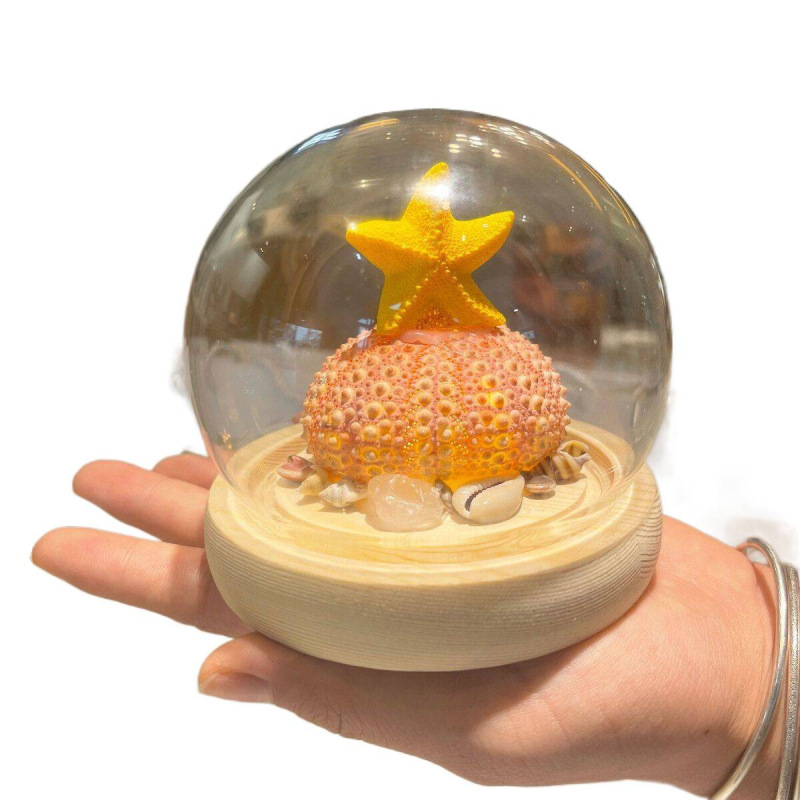 新年春节摆件贝壳海胆壳发光小夜灯材料包生日礼物送女友其他|undefined