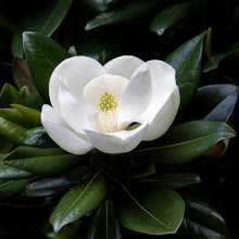 园林绿化树广玉兰树苗荷花玉兰盆栽广玉兰苗四季常青庭院小区绿化