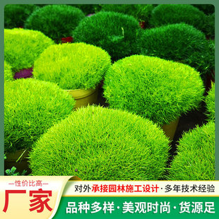 Factory Wholesale Lawn Seeds Multi-Variety Mixed Four-Season Evergreen Ground Cover Lawn Type Grass Seeds