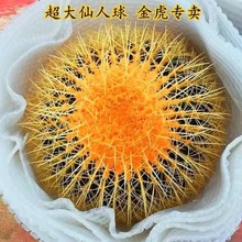 ������������������҃ȶ���ֲ����������k������Gֲ��������