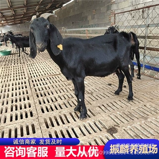 贵州哪里有肉羊养殖场黑山羊羊苗出售黑山羊小尾寒羊种母羊价格