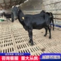 贵州小尾寒羊苗