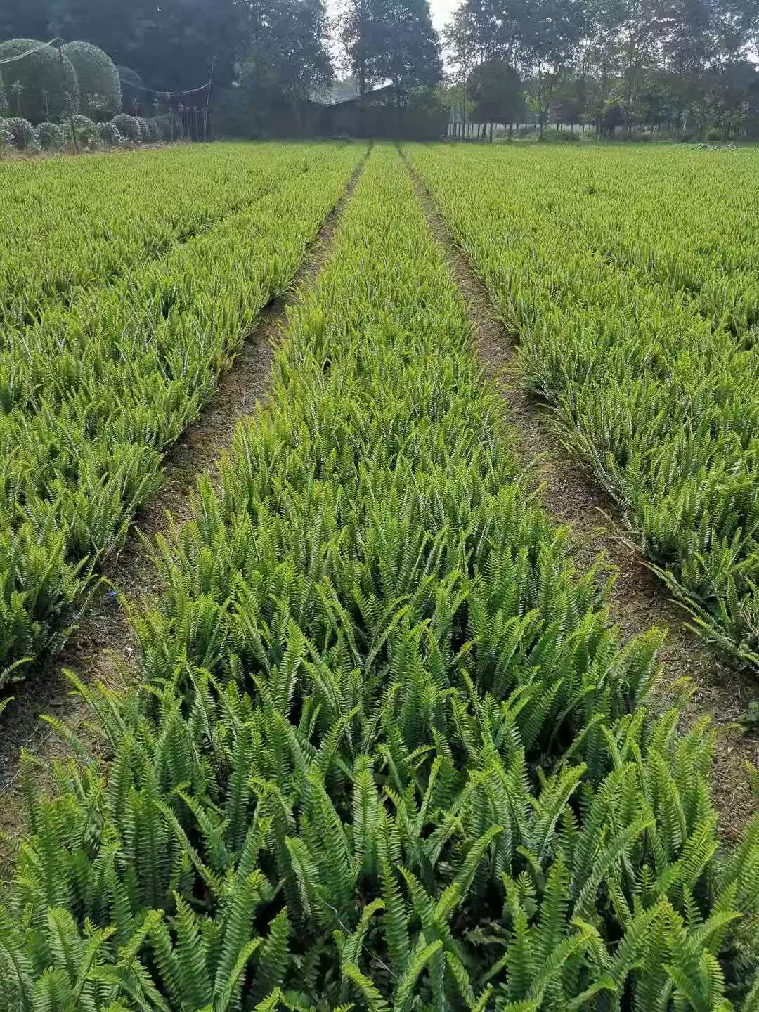 Оптовая почка папоротника сороконожка трава декоративное значение высокий зеленый горшок Бостон папоротник вечнозеленый