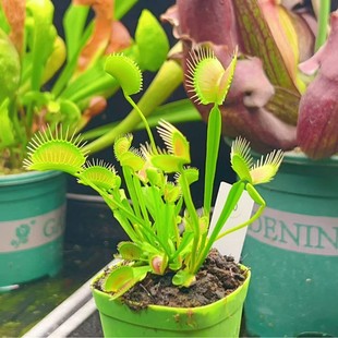 Spider Fly Trap Radiation-Proof Green Plant Potted Greenhouse Wholesale Agave Cactus Twelve Rolls Insectivorous Plant